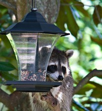 Raccoon, Wildlife Trapping 